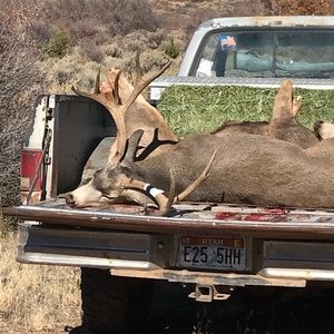 Meet your Posher, Brady